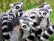 a group of lemurs